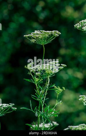 Schöner natürlicher Hintergrund im Sommergarten Stockfoto