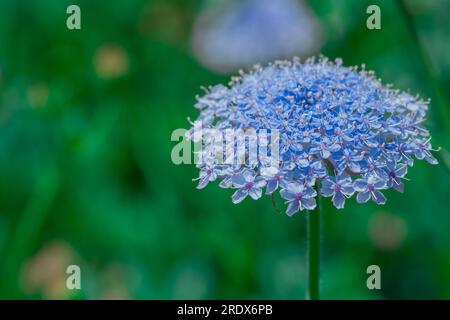 Schöner natürlicher Hintergrund im Sommergarten Stockfoto