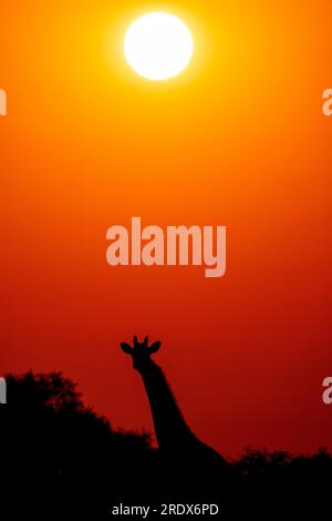 Giraffen bei Sonnenaufgang, Wasserloch Klein Namutoni, Nationalpark Etosha, Namibia Stockfoto