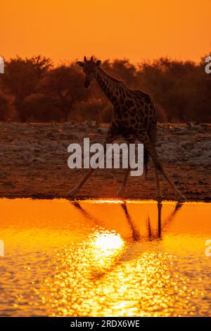 Giraffen trinken bei Sonnenaufgang, Klein Namutoni Wasserloch, Etosha Nationalpark, Namibia Stockfoto