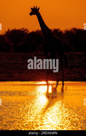 Giraffen trinken bei Sonnenaufgang, Klein Namutoni Wasserloch, Etosha Nationalpark, Namibia Stockfoto