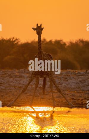 Giraffen trinken bei Sonnenaufgang, Klein Namutoni Wasserloch, Etosha Nationalpark, Namibia Stockfoto