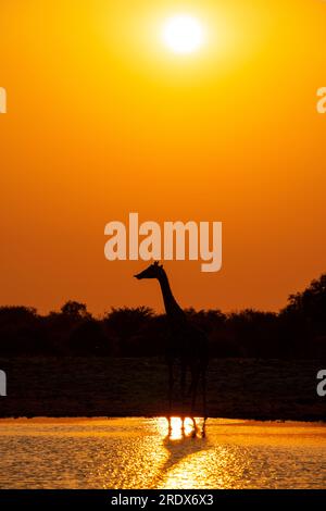 Giraffen trinken bei Sonnenaufgang, Klein Namutoni Wasserloch, Etosha Nationalpark, Namibia Stockfoto