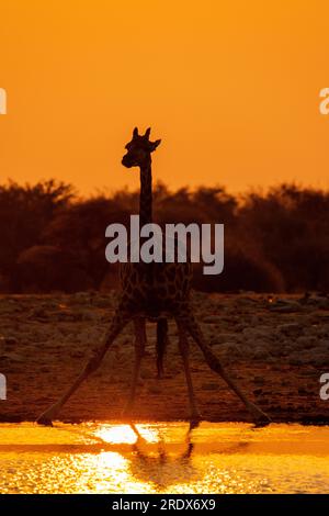 Giraffen trinken bei Sonnenaufgang, Klein Namutoni Wasserloch, Etosha Nationalpark, Namibia Stockfoto