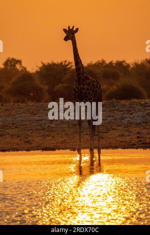 Giraffen trinken bei Sonnenaufgang, Klein Namutoni Wasserloch, Etosha Nationalpark, Namibia Stockfoto