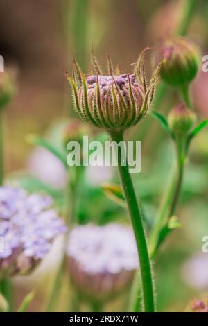 Schöner natürlicher Hintergrund im Sommergarten Stockfoto