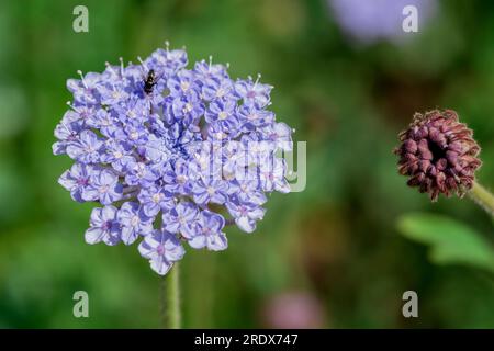 Schöner natürlicher Hintergrund im Sommergarten Stockfoto