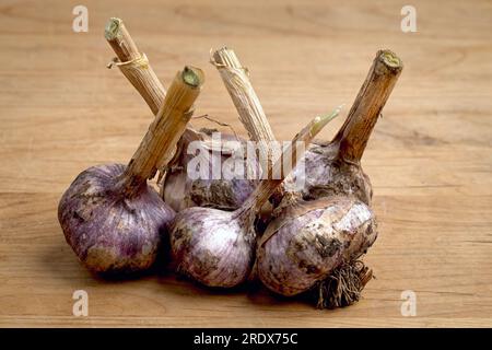 Frisch geerntete Knoblauchknollen trocknen auf einem Holzbrett aus. Stockfoto