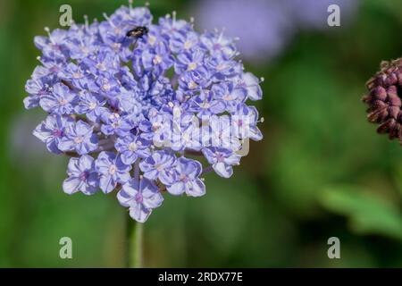 Schöner natürlicher Hintergrund im Sommergarten Stockfoto