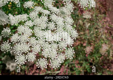 Schöner natürlicher Hintergrund im Sommergarten Stockfoto