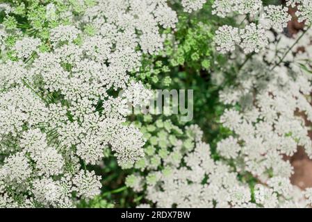 Schöner natürlicher Hintergrund im Sommergarten Stockfoto