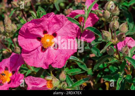 Schöner natürlicher Hintergrund mit Sommerblumen Stockfoto