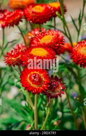 Schöner natürlicher Hintergrund im Sommergarten Stockfoto