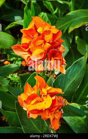 Canna oder Gelber König Humbert die Canna Lily mit zwei wunderschönen Bündeln orangefarbener Blütenblätter Stockfoto