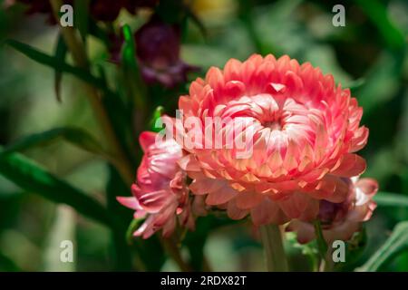 Schöner natürlicher Hintergrund im Sommergarten Stockfoto