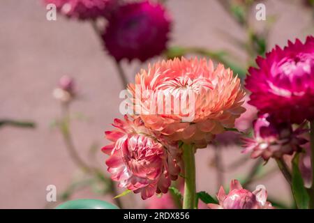 Schöner natürlicher Hintergrund im Sommergarten Stockfoto