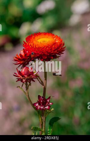 Schöner natürlicher Hintergrund im Sommergarten Stockfoto