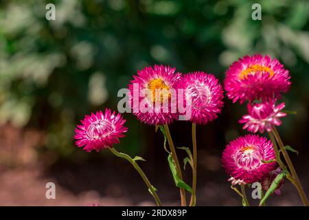 Schöner natürlicher Hintergrund im Sommergarten Stockfoto