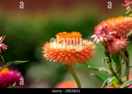 Schöner natürlicher Hintergrund im Sommergarten Stockfoto