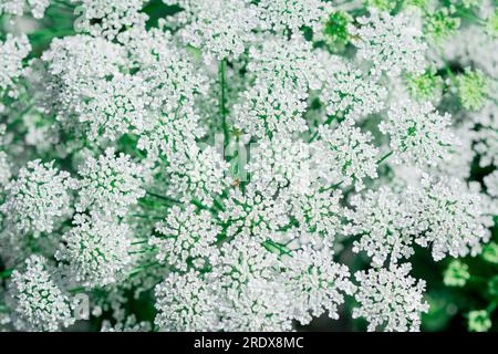 Schöner natürlicher Hintergrund im Sommergarten Stockfoto