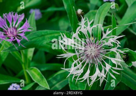 Schöner natürlicher Hintergrund mit Sommerblumen Stockfoto