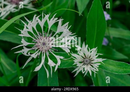 Schöner natürlicher Hintergrund mit Sommerblumen Stockfoto