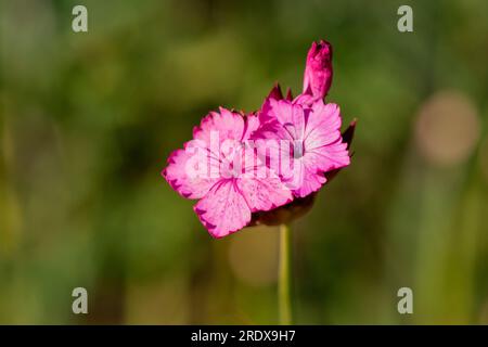 Schöner natürlicher Hintergrund im Sommergarten Stockfoto