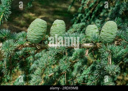 Schöner natürlicher Hintergrund im Sommergarten Stockfoto