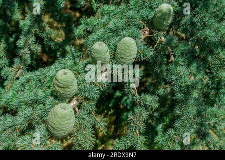 Schöner natürlicher Hintergrund im Sommergarten Stockfoto