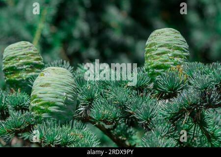 Schöner natürlicher Hintergrund im Sommergarten Stockfoto