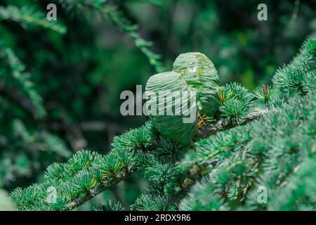 Schöner natürlicher Hintergrund im Sommergarten Stockfoto