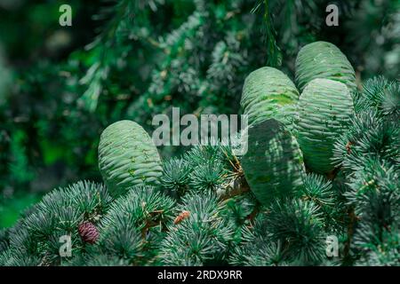 Schöner natürlicher Hintergrund im Sommergarten Stockfoto
