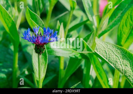Schöner natürlicher Hintergrund mit Sommerblumen Stockfoto