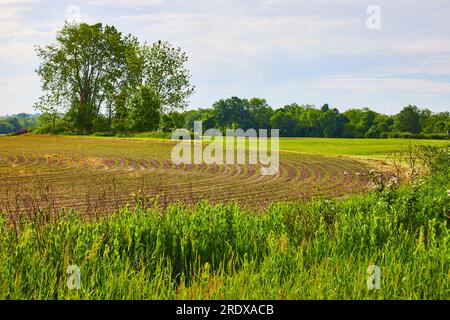 Sonniges Feld mit üppigen grünen Gräsern und Ackerland mit winzigen Pflanzen, die in gekrümmten Reihen wachsen Stockfoto