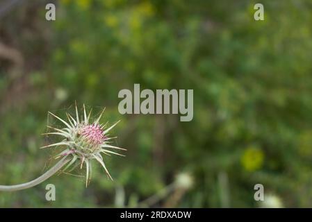 Schöner natürlicher Hintergrund mit Sommerblumen Stockfoto