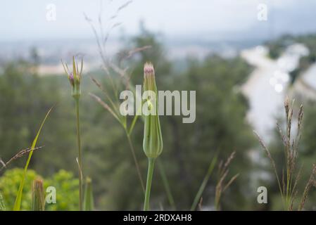 Schöner natürlicher Hintergrund mit Sommerblumen Stockfoto