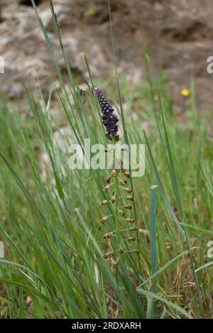 Schöner natürlicher Hintergrund mit Sommerblumen Stockfoto