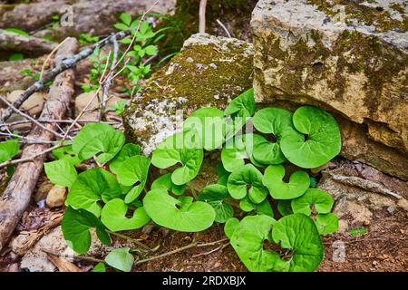 Wilder Ingwer, der neben Kalkstein mit grünem Moos oder Flechten neben dem Waldweg wächst Stockfoto