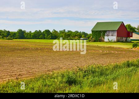 Eine ferne rote Scheune auf dem Bauernhof mit winzigen grünen angehenden Pflanzen und grünem Efeu, das auf weißem Gebäude wächst Stockfoto