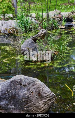 Felsbrocken in trüben Algenbefallenen Teichen mit Stäbchen und Unkraut, die aus schmutzigem Wasser wachsen Stockfoto