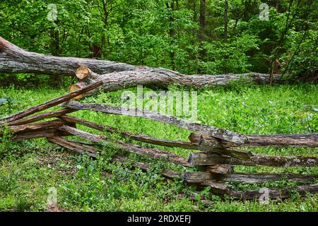 Flechten-ummanteltes Zaungeländer mit umgestürzten Bäumen im Waldhintergrund Stockfoto