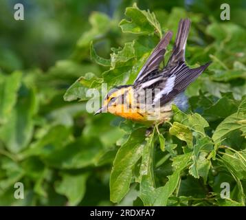 Blackburnian Warbler (Setophaga fusca), Galveston, Texas Stockfoto