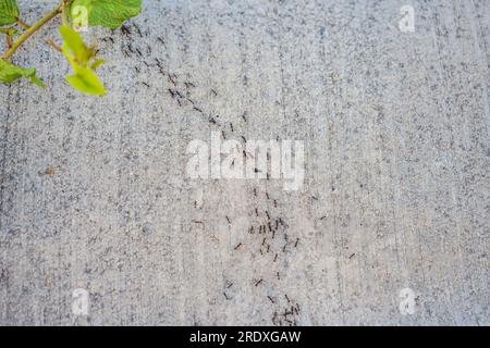 Hintergrund, Ameisen laufen, Probleme mit Ameisen im Haus Stockfoto