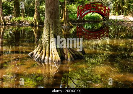 Die Magnolia Plantation and Gardens in Charleston, South Carolina, USA, ist eine rote Brücke im japanischen Stil über einen Teil des Teiches im Bambuspark. Stockfoto