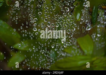 Morgentau tropft auf Spinnennetz mit grünem Hintergrund. Stockfoto