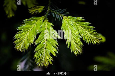 Morgentau tropft auf Spinnennetz mit grünem Hintergrund. Stockfoto