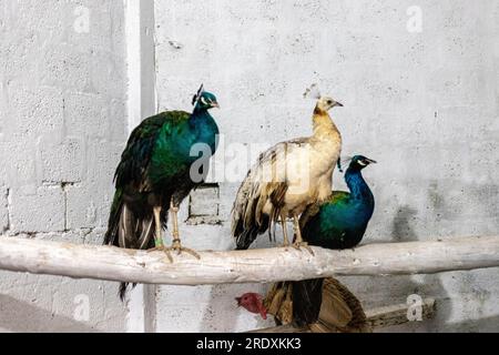 Wunderschöne Pfauenvögel im Vogelhaus Stockfoto