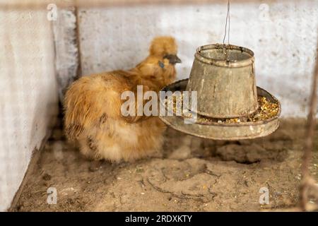 Feines goldenes Seidenhuhn auf dem Bauernhof. Stockfoto