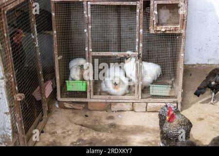 Weißes Seidenhuhn im Käfig im Vogelladen Stockfoto