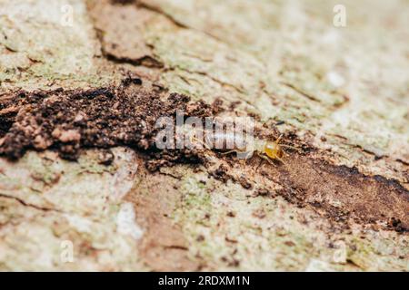 Nahaufnahme von Arbeitertermiten, die im Nest auf dem Waldboden wandern, Termiten, die in Schlammrohren wandern, kleine Termiten, selektiver Fokus. Stockfoto